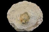 Rare, Spiny Kolihapeltis Trilobite - Atchana, Morocco #154298-2